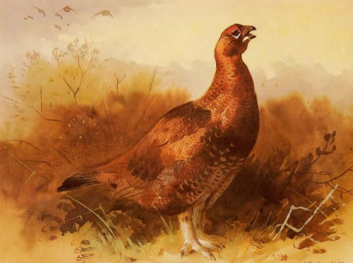 Archibald Thorburn Cock Grouse